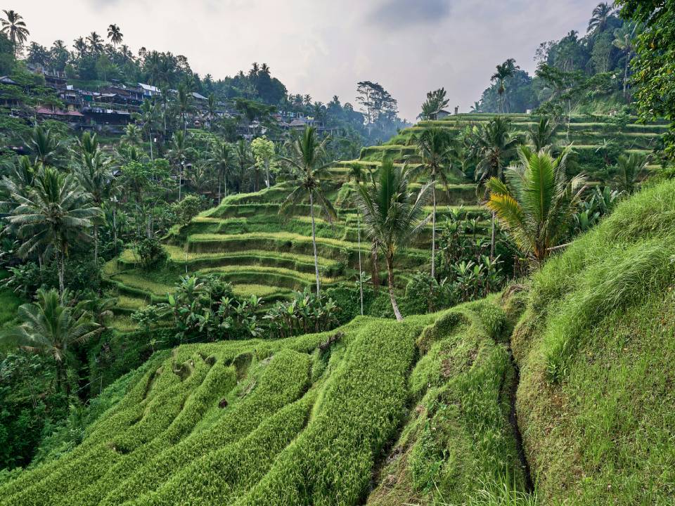 Colinas verdes con árboles tropicales